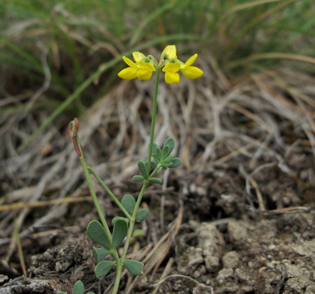 Coronilla minima
